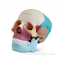 Renkli İnsan Kafatası Anatomisi Modeli